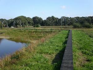 Stegdielen