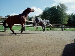 ecoraster